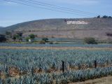 Champs d'agave, paysage d'agaves et anciennes installations industrielles de Tequila