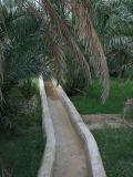 Oasis, Al Ain Oasis, Al Ain
