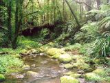 Forêts humides Gondwana de l'Australie