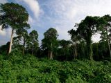 Patrimoine des forêts tropicales ombrophiles de Sumatra