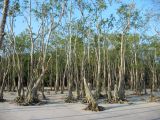 Mangroves, Sundarbans