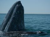 Sanctuaire de baleines d'El Vizcaino