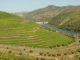 Vignoble du Haut Douro