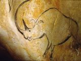 Rhinocéros à grande corne, Grotte Chauvet