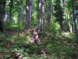 Forêt de hêtres primaire Stužica en Slovaquie Forêt de hêtres primaire Stužica en Slovaquie