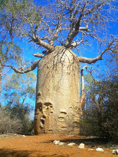 Baobab, Reniala