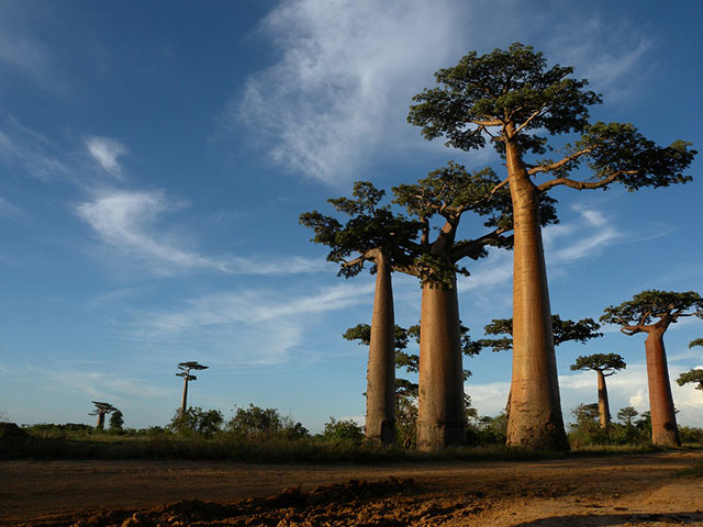 Allée de baobabs à Madagascar