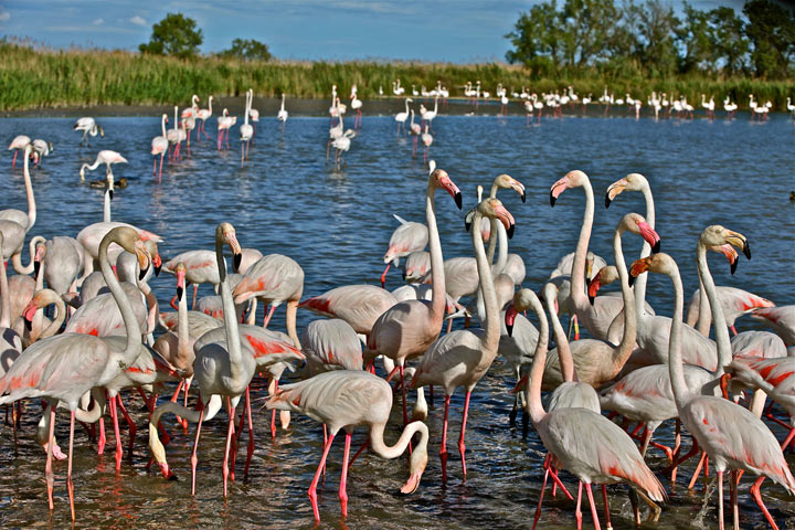 Flamants roses en Camargue