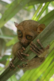 Tarsier Tarsier